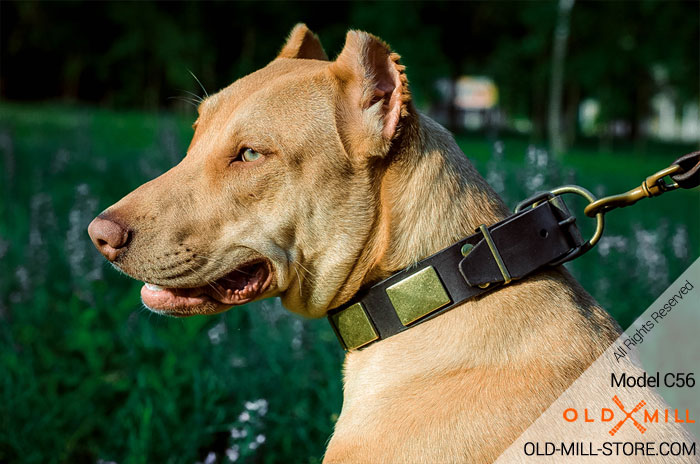 Pitbull Collar with Vintage Brass Plates